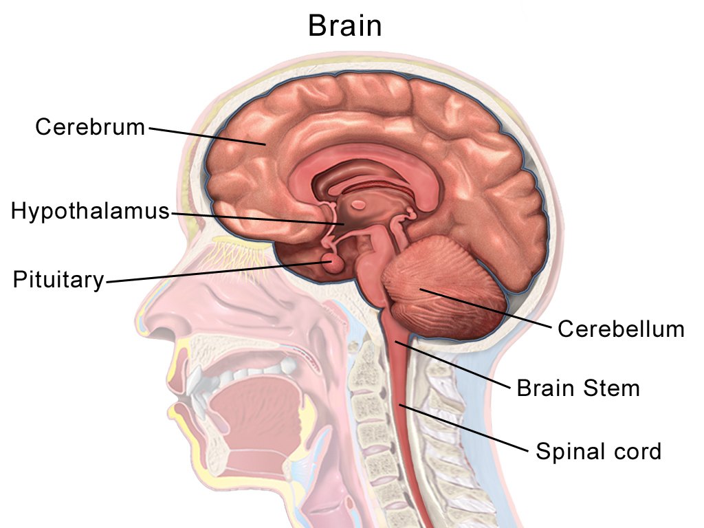 Labeled sagittal diagram of the human brain