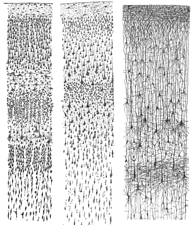 Cajal drawings of cortical neurons