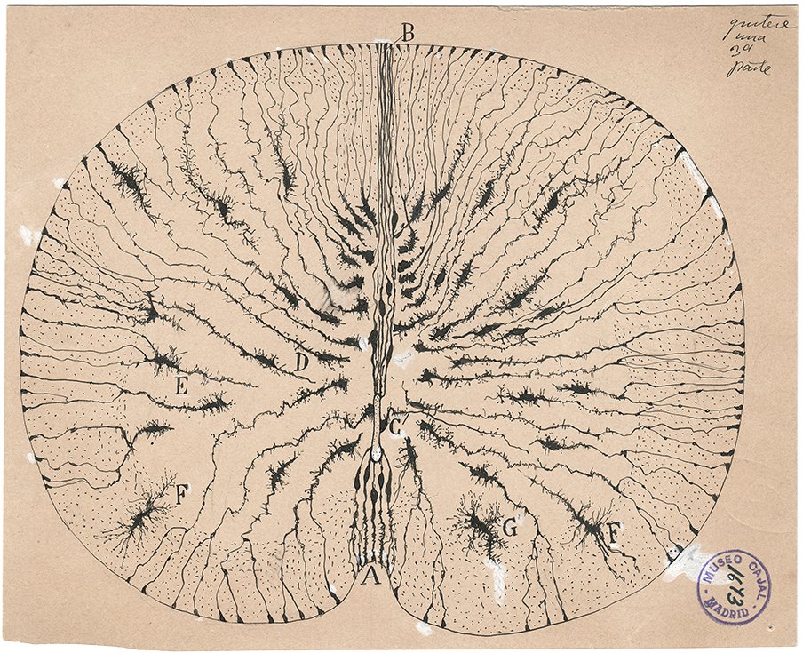 Santiago Ramón y Cajal ink drawing of neurons