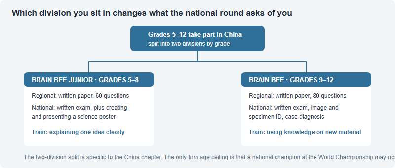 Division fork diagram showing grades 5 to 12 splitting into Brain Bee Junior for grades 5 to 8 and Brain Bee for grades 9 to 12, with different national round components for each