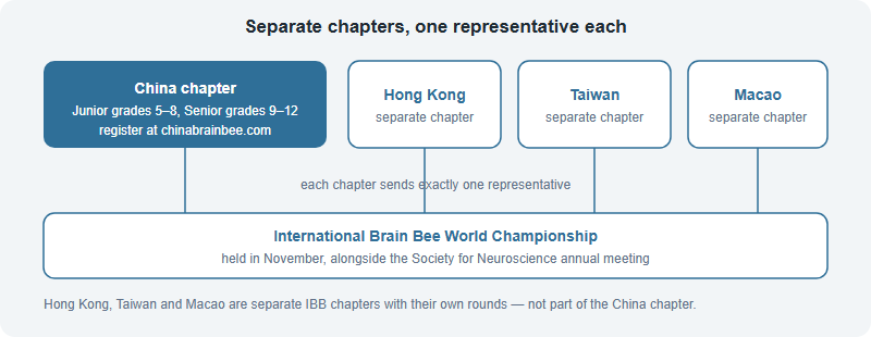 Diagram showing the China chapter alongside the separate Hong Kong, Taiwan and Macao chapters, each sending exactly one representative to the International Brain Bee World Championship held in November alongside the Society for Neuroscience annual meeting