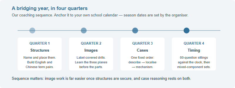 Four-quarter bridging plan for a grade eight student: build structural vocabulary, then image recognition, then case reasoning habit, then timed full-length practice
