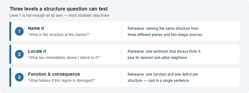 The Brain Bee Neuroanatomy and Histology Section: How to Train Structure Identification Without a Lab