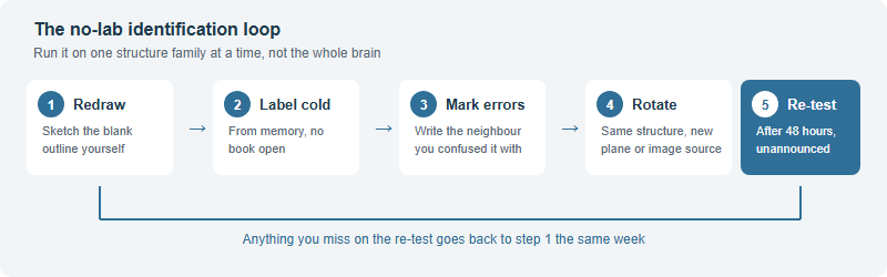 A five-step no-lab identification loop: redraw a blank outline, label it from memory, check and mark errors, rotate to a different view, then re-test cold after 48 hours before repeating
