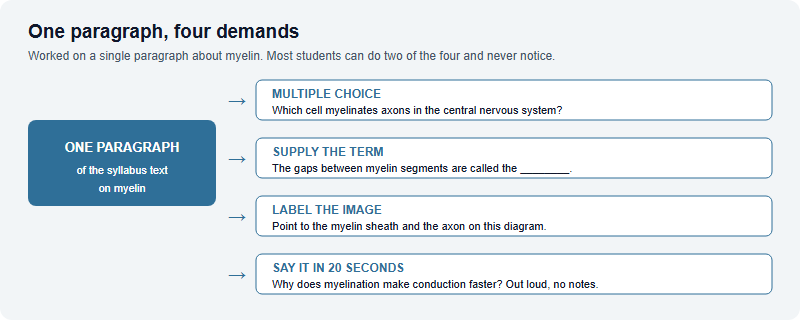 One syllabus paragraph expanded into four question formats: multiple choice, fill in the blank, image labelling and a spoken twenty second answer, each with an example based on myelin