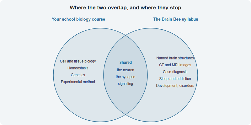 What IB, AP and A-level Biology Give You for the Brain Bee — and the Three Gaps They Do Not Cover