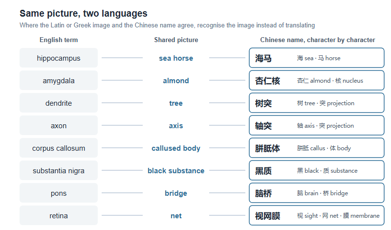 Eight neuroscience terms whose English name and Chinese name draw on the same picture: hippocampus and sea horse, amygdala and almond, dendrite and tree, axon and axis, corpus callosum and callus, substantia nigra and black substance, pons and bridge, retina and net.