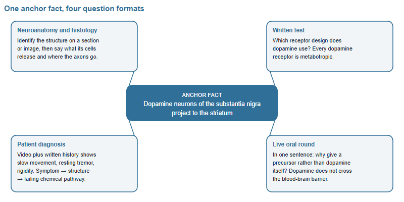 Diagram showing one anchor fact about dopamine neurons of the substantia nigra projecting to the striatum, and how that same fact is asked as four different questions: an anatomy identification, a written receptor question, a patient diagnosis reasoning chain, and a live oral follow-up about the blood-brain barrier.